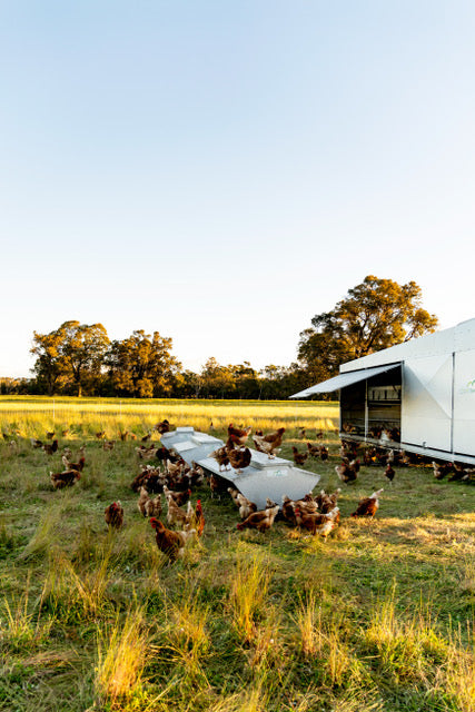 Winterbrook Pasture raised eggs 800g